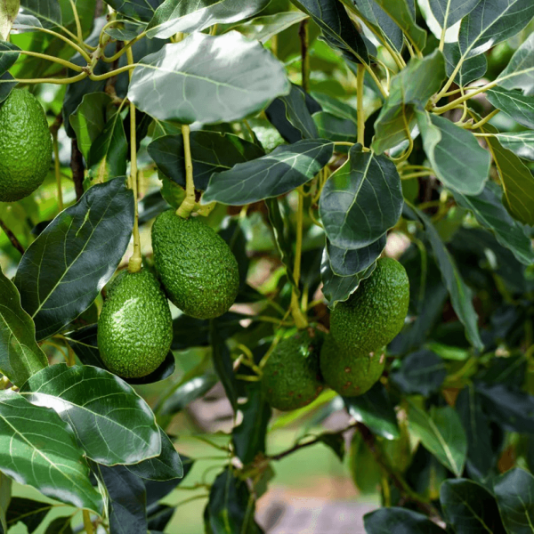 Avokado Yaprağı (500 gram)