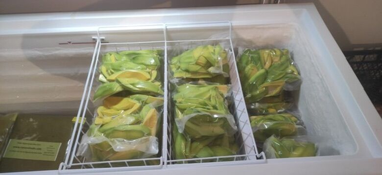 5 kg Donuk Avokado Dilimleri